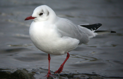 Black-headed Gull